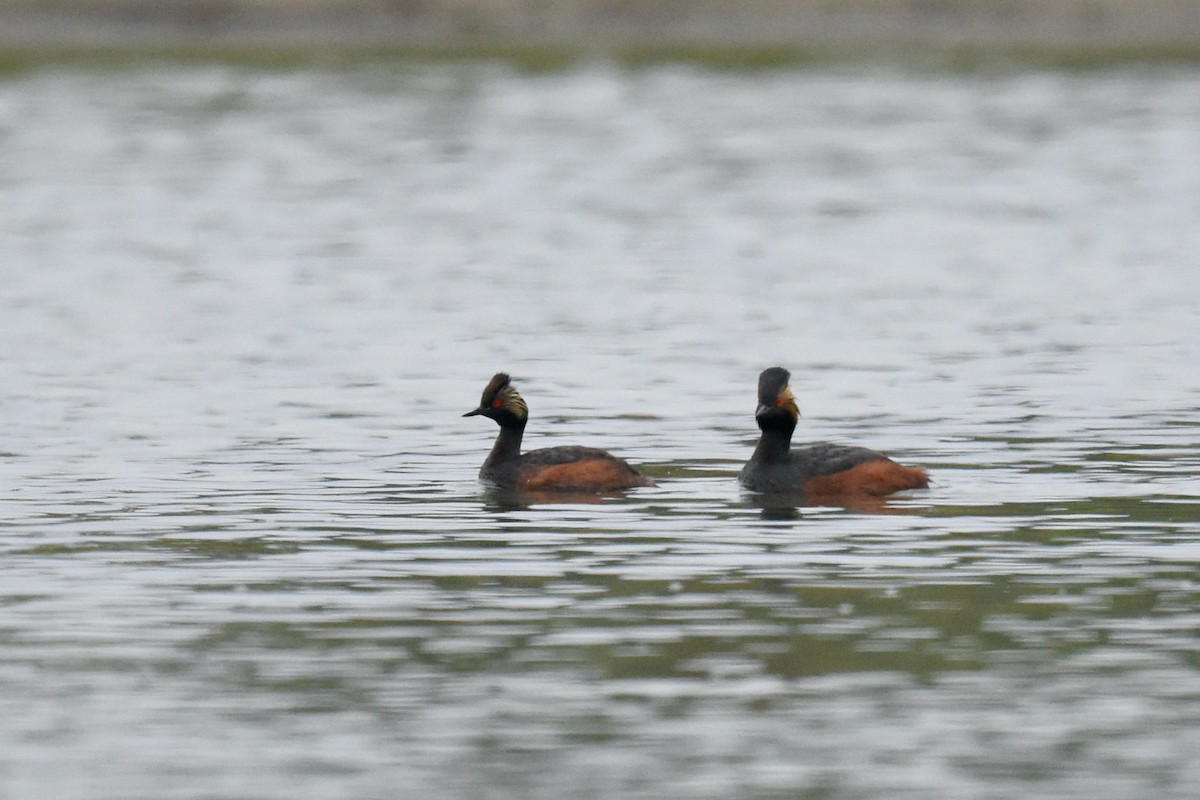 Eared Grebe - ML467078681