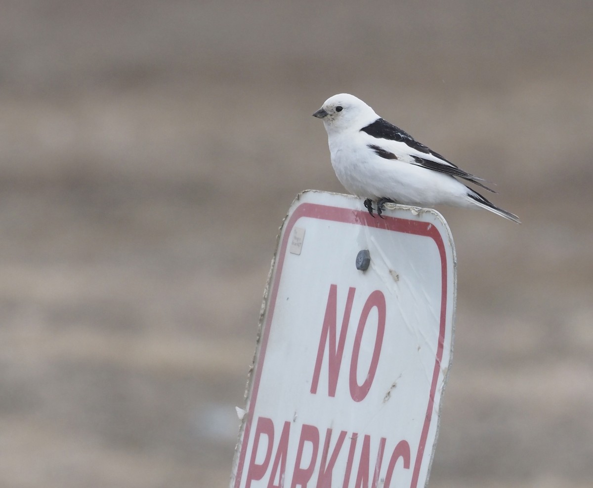 Snow Bunting - ML467079071