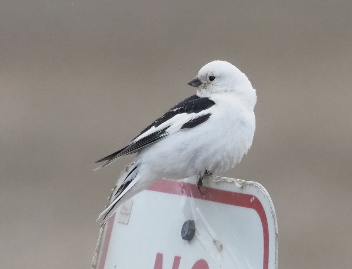 Snow Bunting - ML467079181