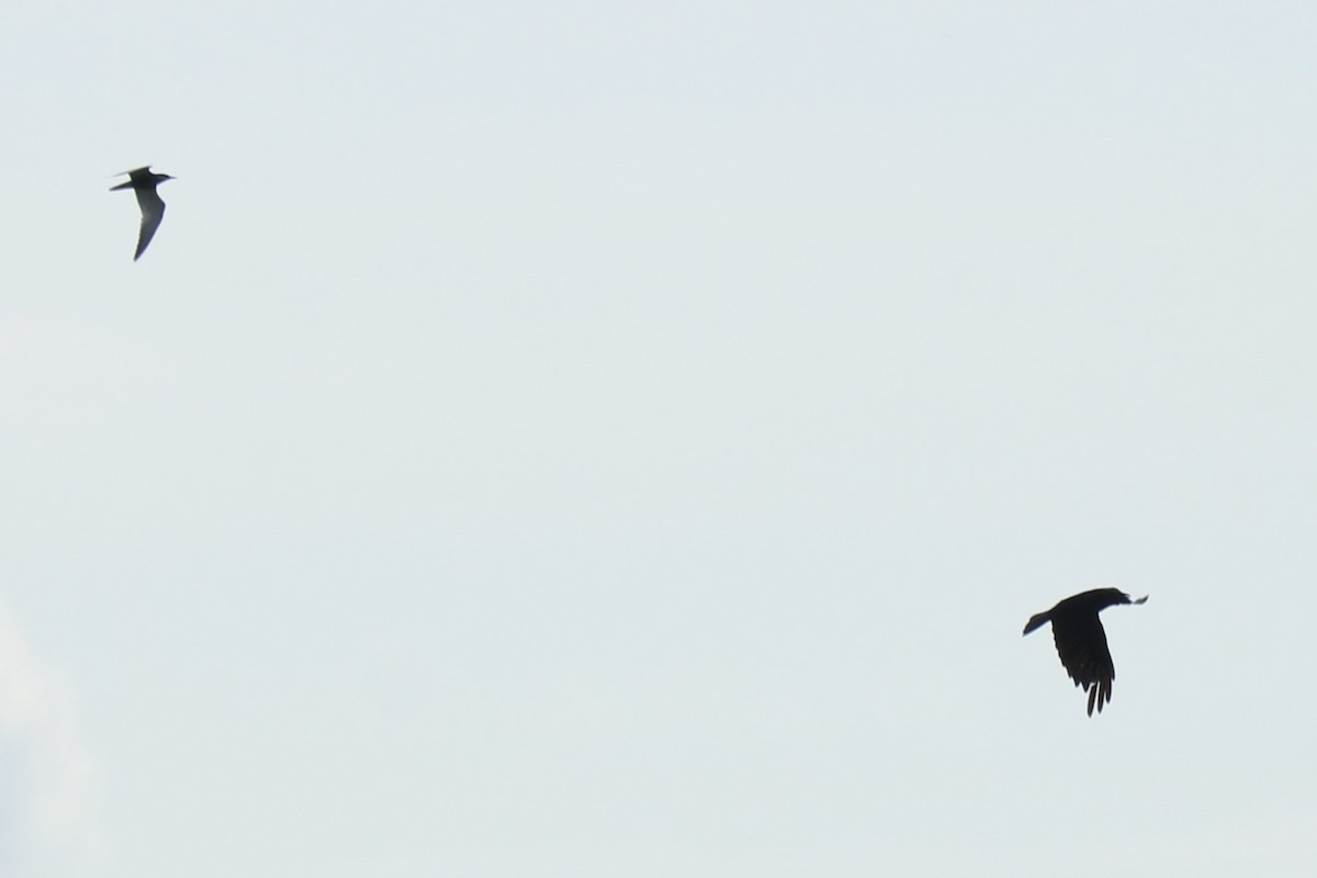 Common Buzzard - ML467080311