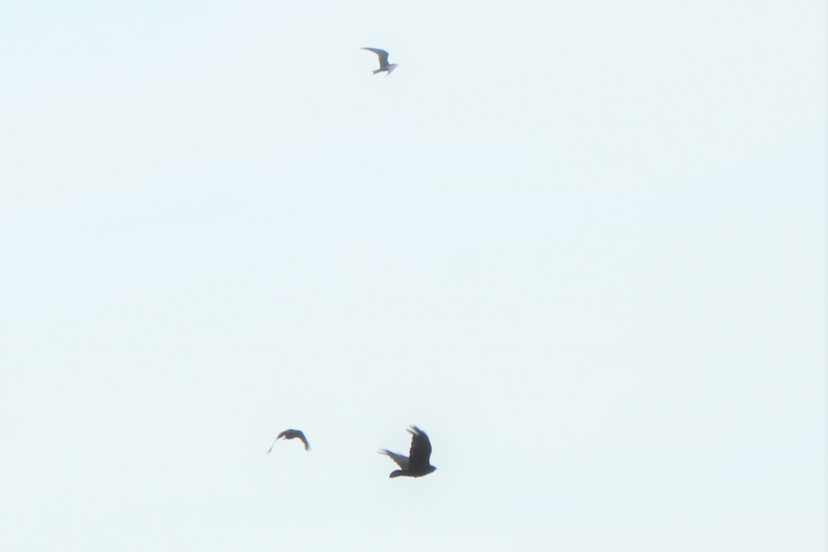 Common Buzzard - ML467080321