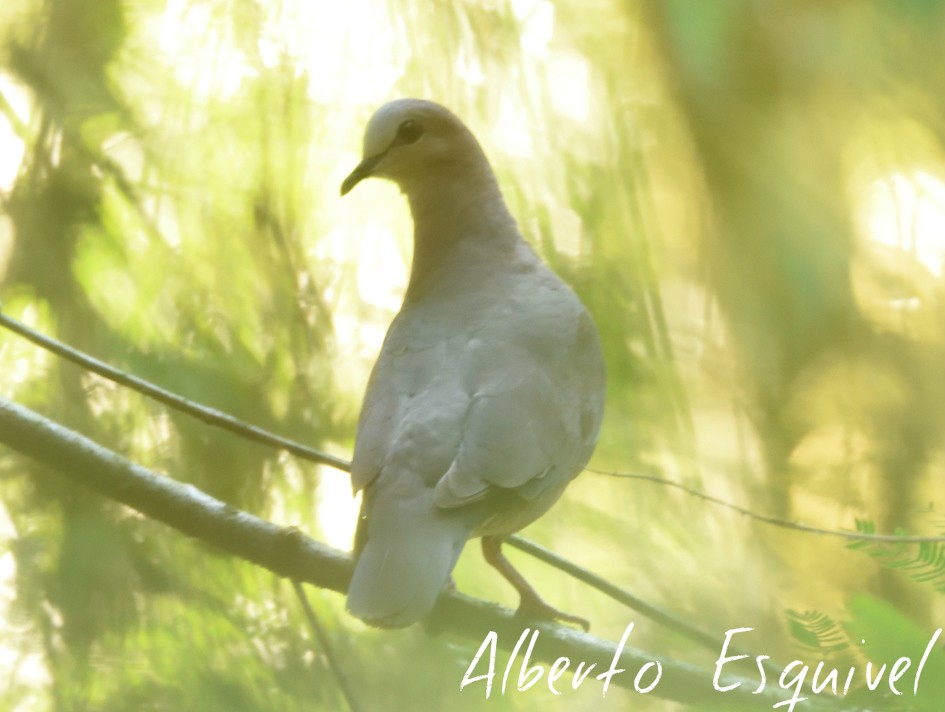 Colombe à front gris - ML46708191