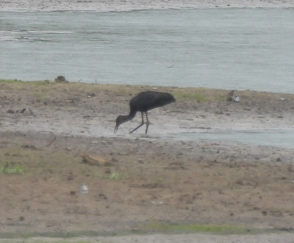 Glossy Ibis - ML467081971