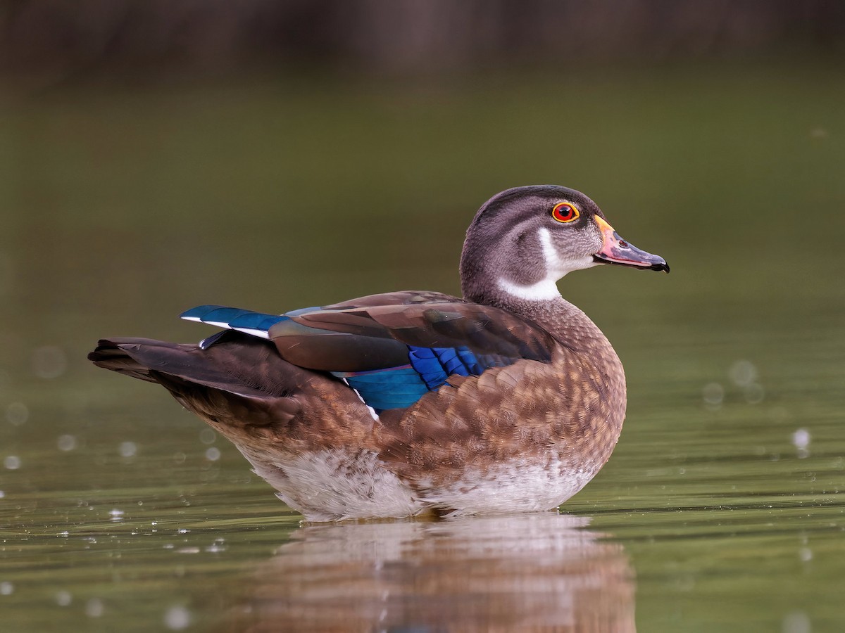 Wood Duck - ML467082021