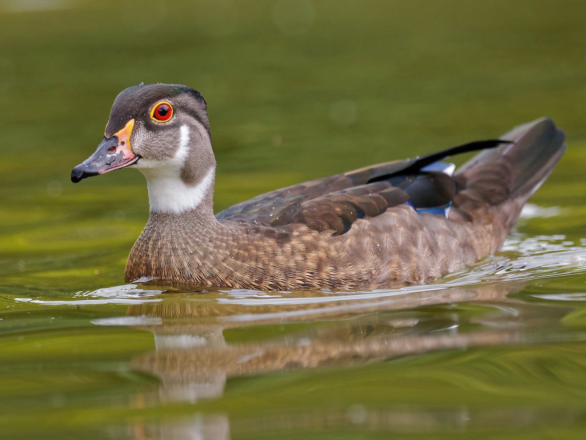 Wood Duck - ML467082041