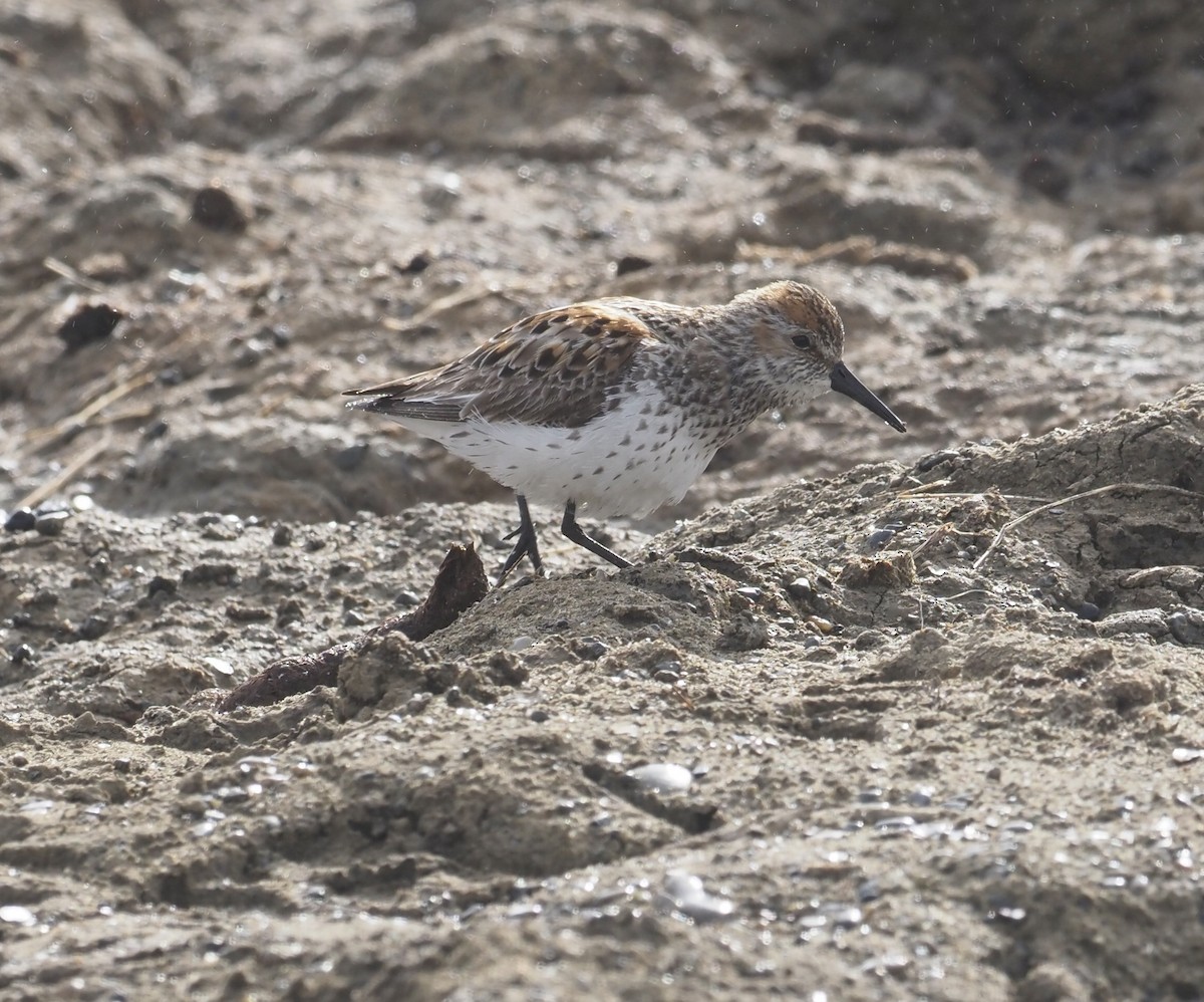 Western Sandpiper - ML467082401