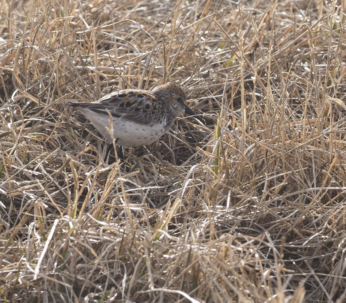 Western Sandpiper - ML467082471