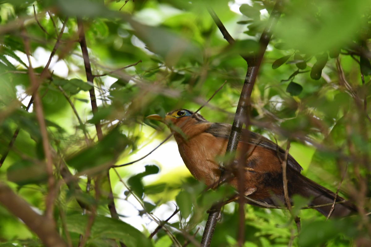 Lesser Ground-Cuckoo - ML467082541