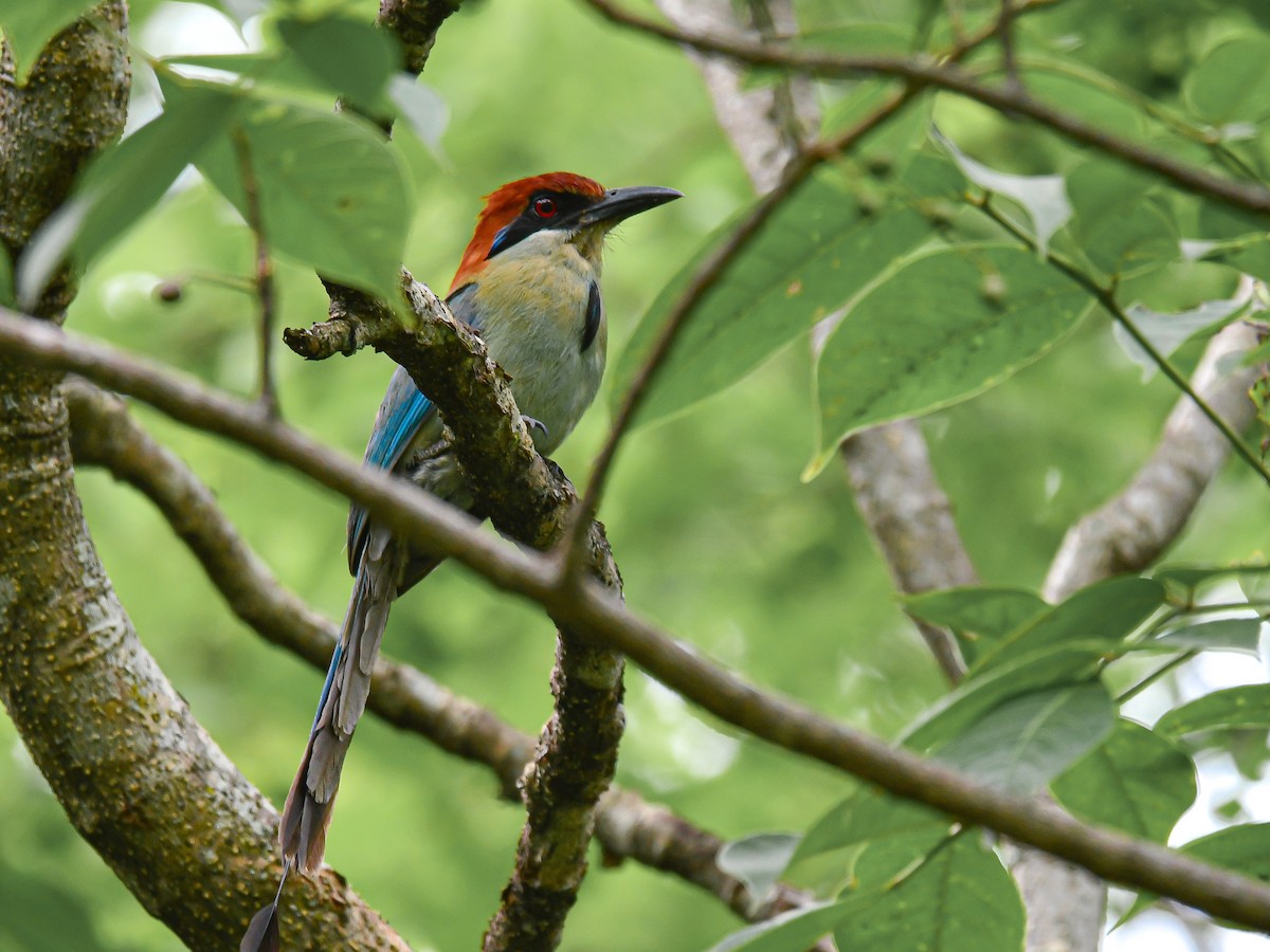 Russet-crowned Motmot - ML467082581
