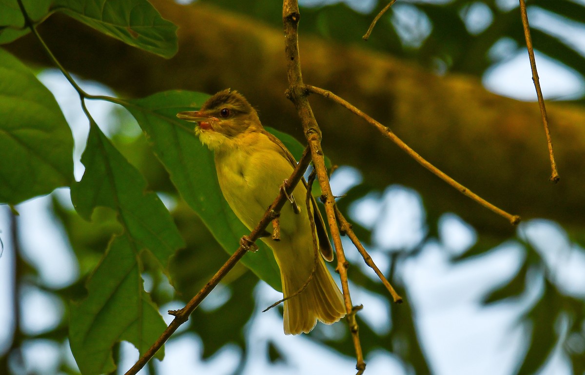 Yellow-green Vireo - ML467082711