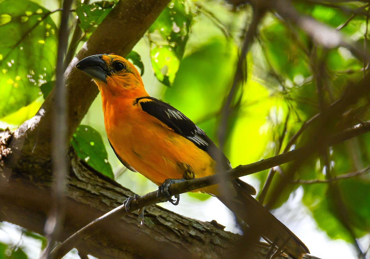 Yellow Grosbeak - ML467082821