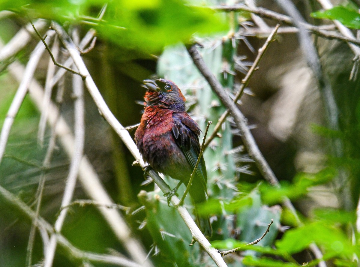 Varied Bunting - ML467082871