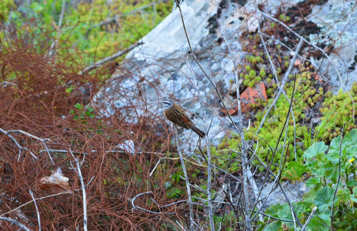 Rock Bunting - ML467082901