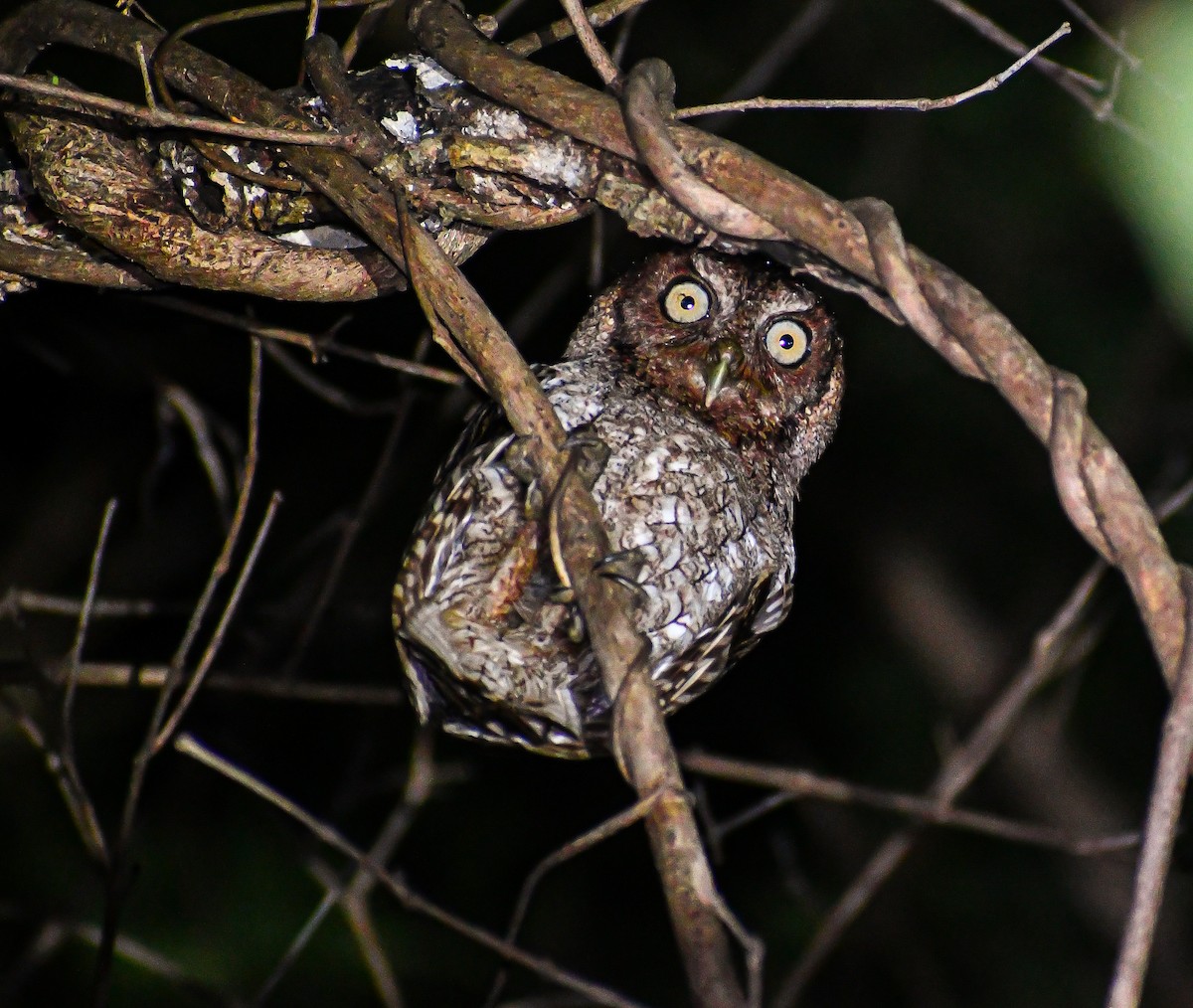 Middle American Screech-Owl (Middle American) - ML467083631