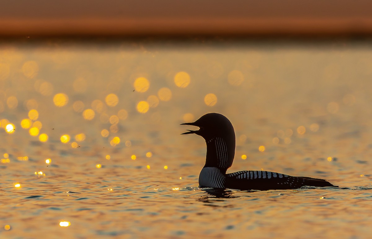 Pacific Loon - Joachim Bertrands