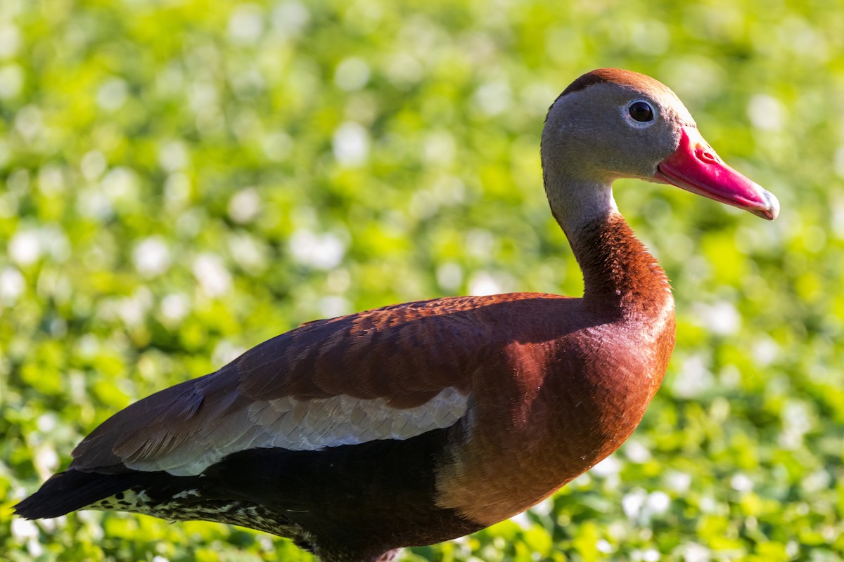 Black-bellied Whistling-Duck - Ron Buening