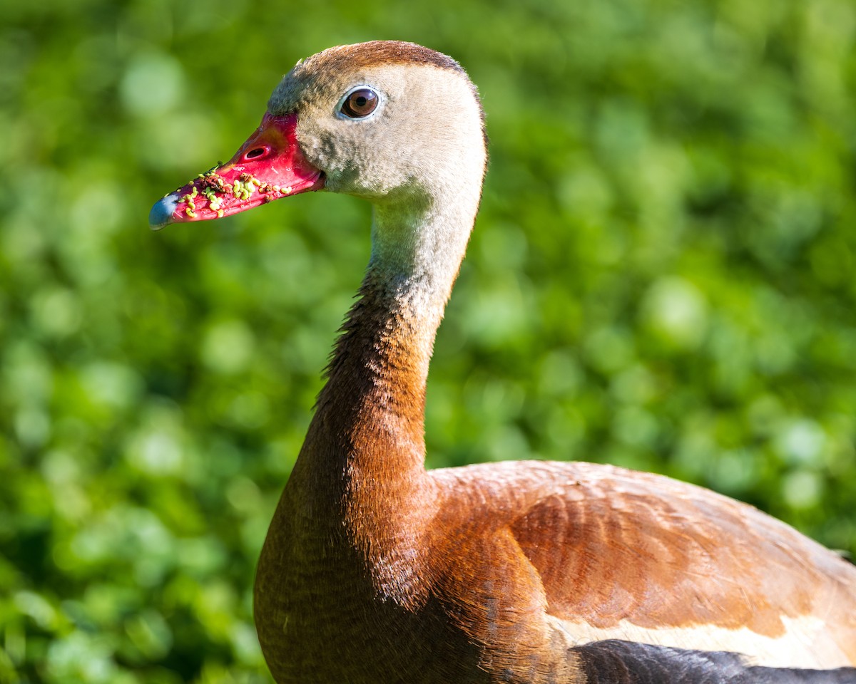 Black-bellied Whistling-Duck - Ron Buening