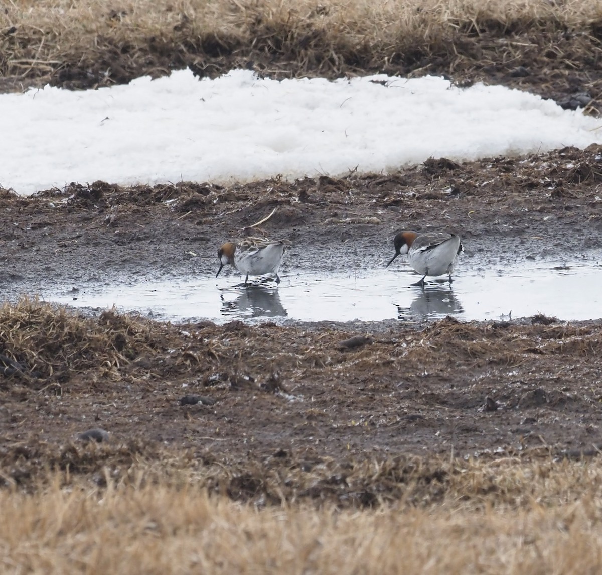 svømmesnipe - ML467085391