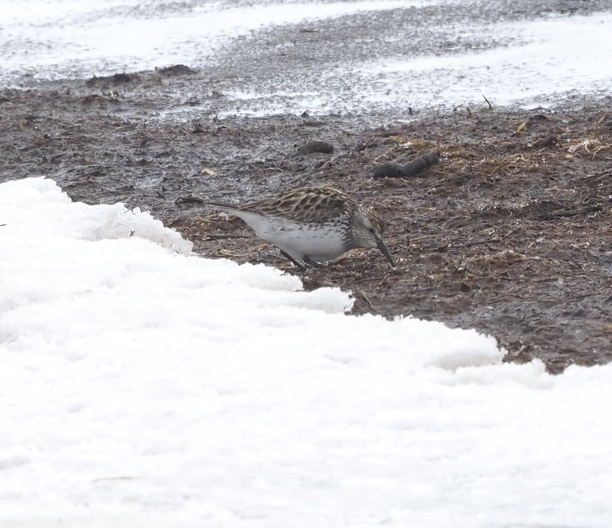 White-rumped Sandpiper - ML467085521