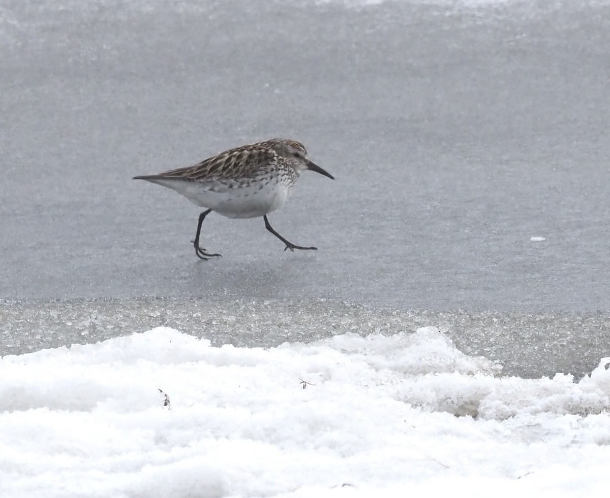 White-rumped Sandpiper - ML467085701