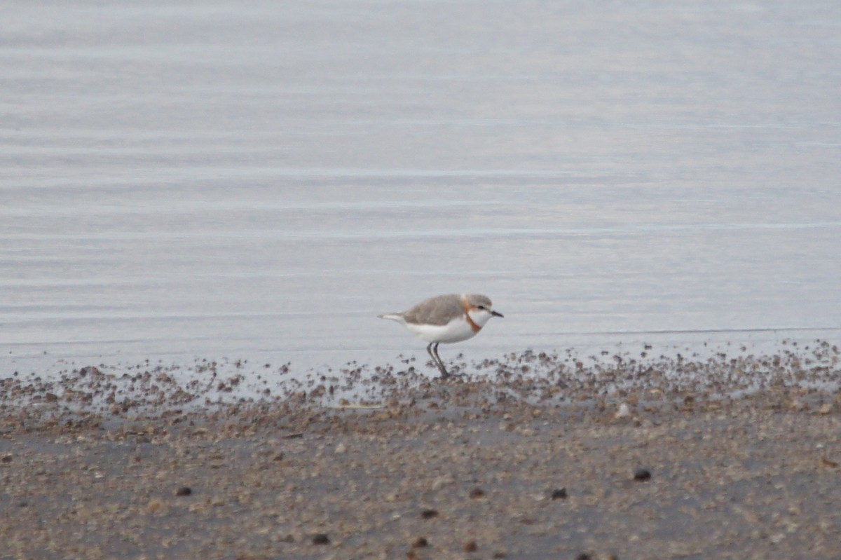 Chestnut-banded Plover - ML467086361