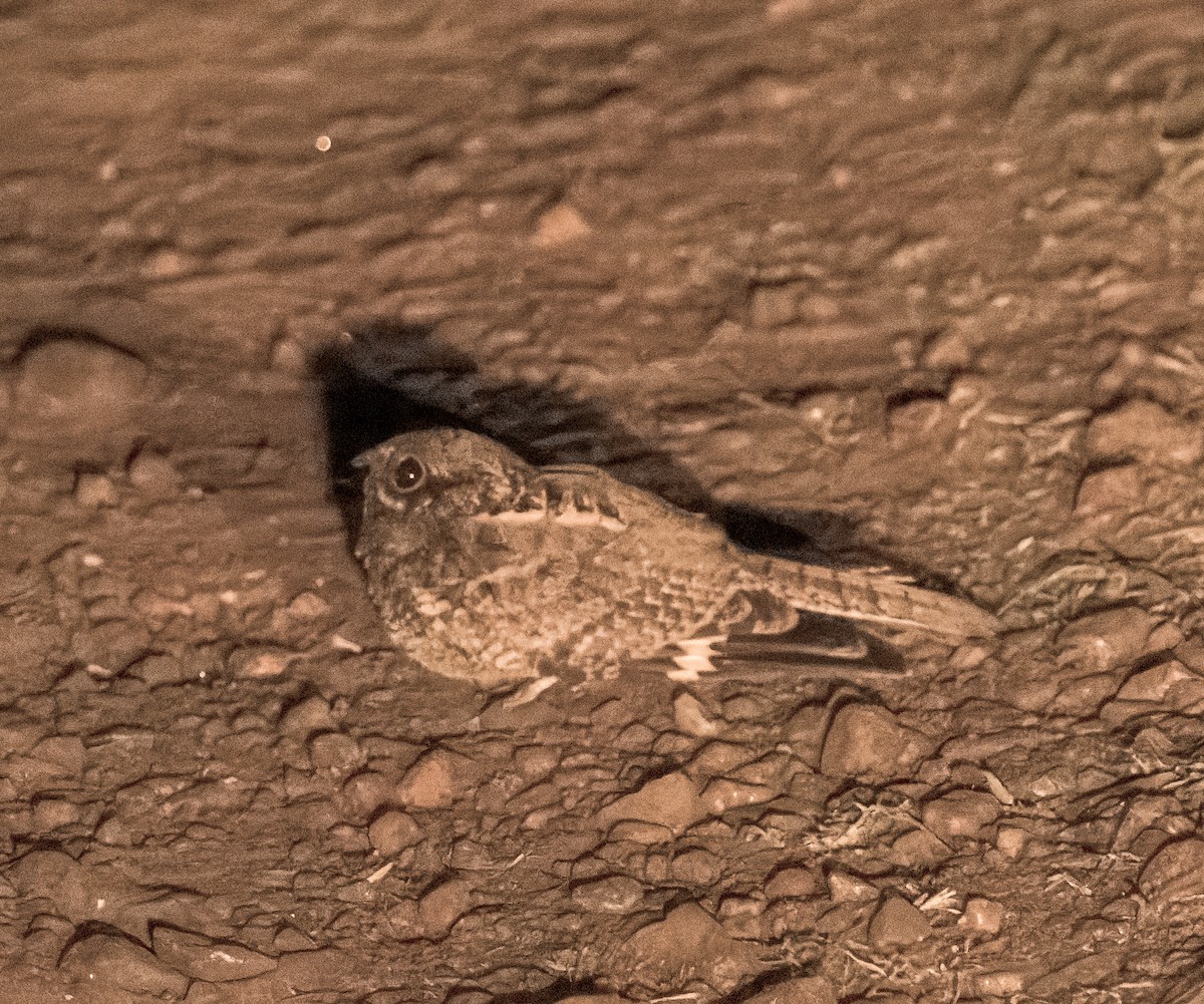 Sombre Nightjar - john bishop