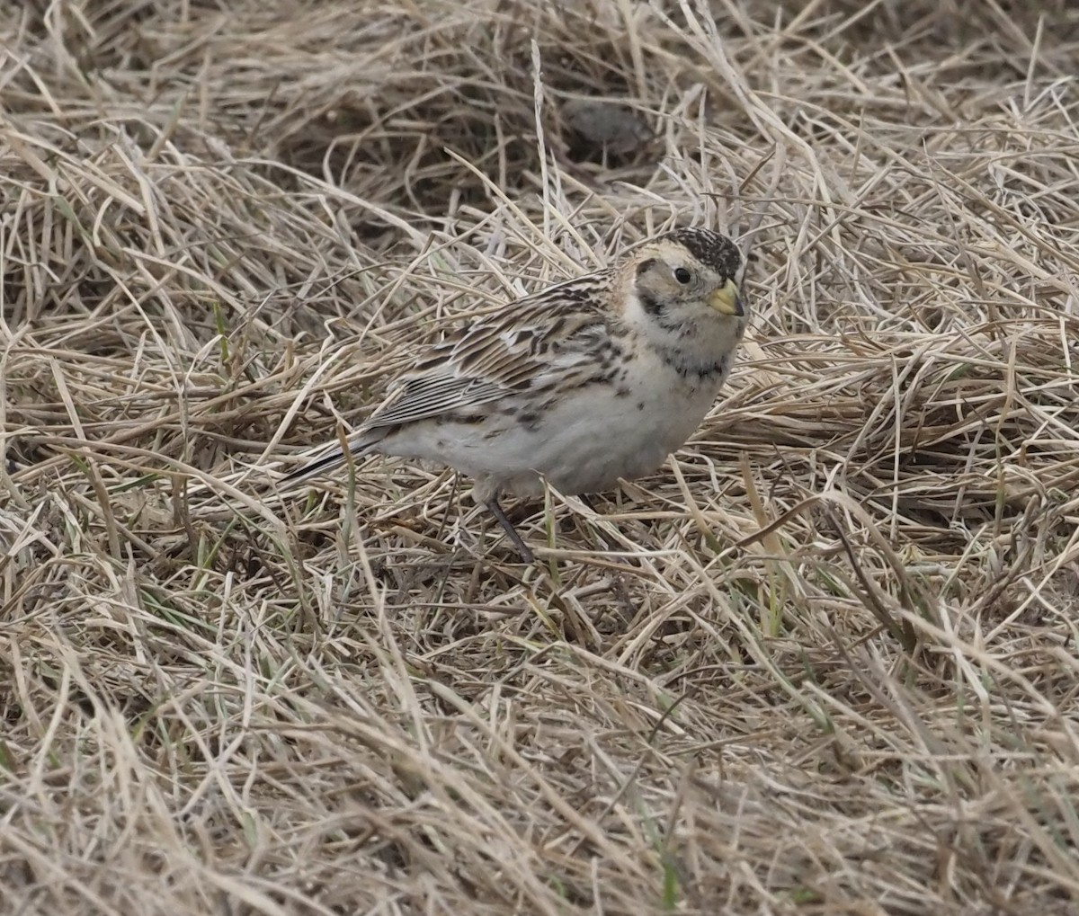 Lapland Longspur - ML467087231