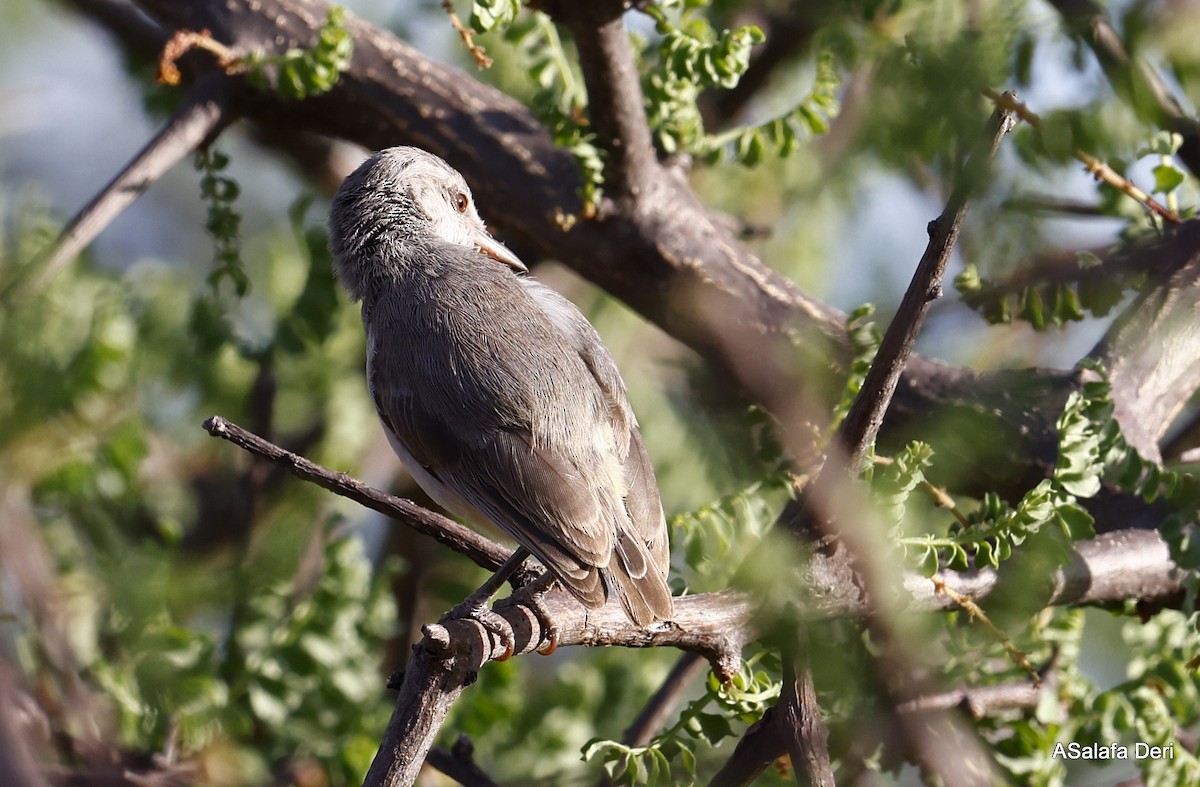 Yellow-vented Eremomela - ML467087561