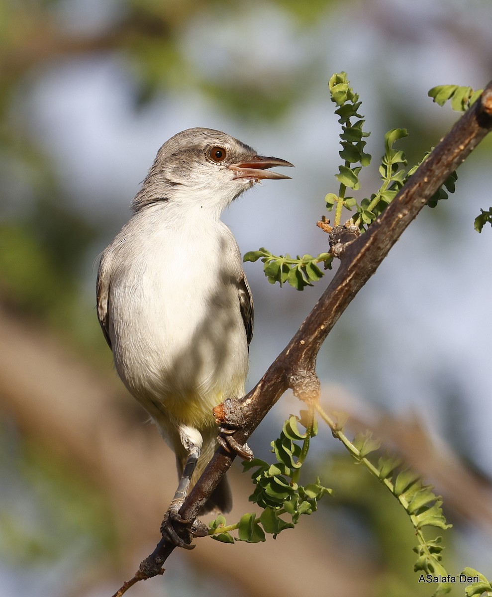 Yellow-vented Eremomela - ML467087591