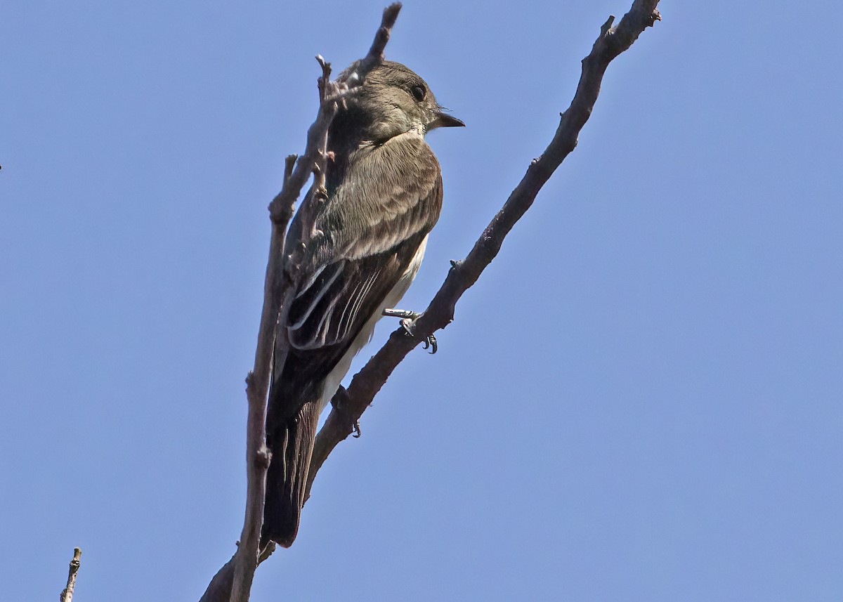 Western Wood-Pewee - Mary Clausen