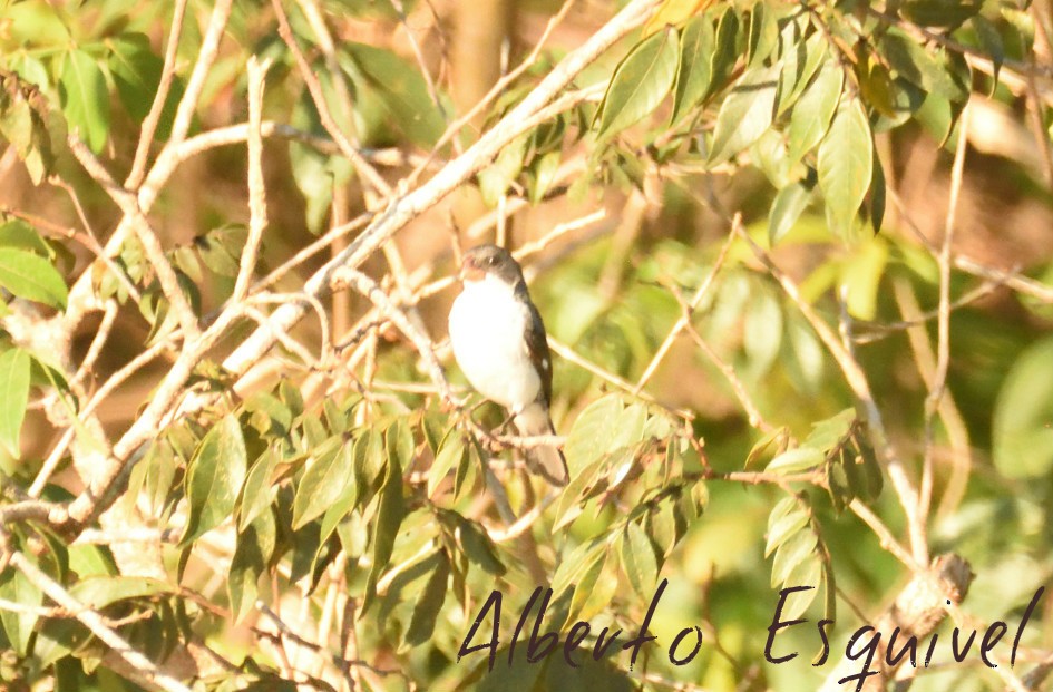 White-bellied Seedeater - Alberto Esquivel Wildlife PY