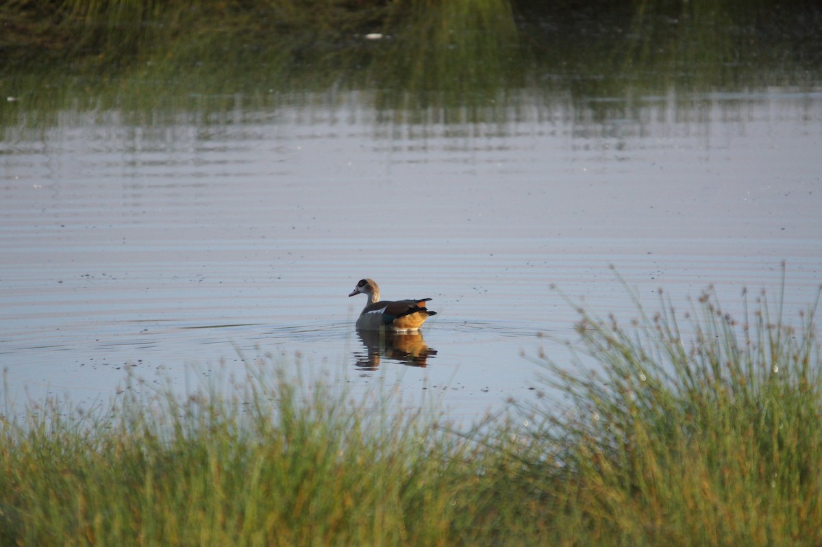 Egyptian Goose - ML467089381