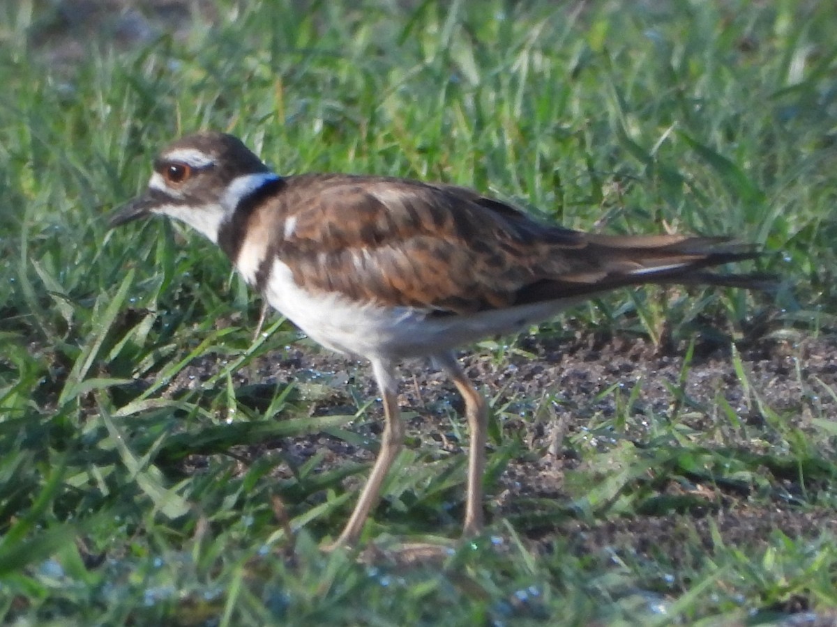 Killdeer - ML467089961