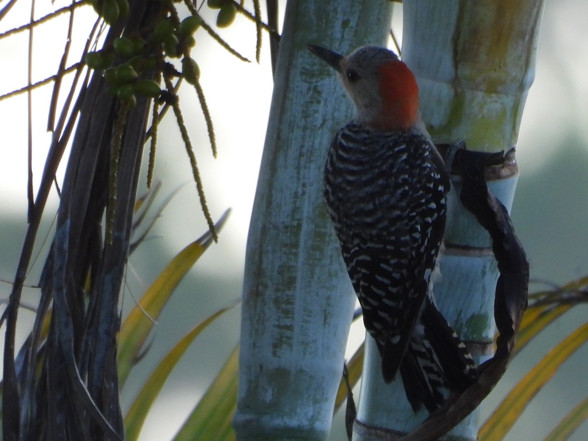 Red-bellied Woodpecker - ML467090041