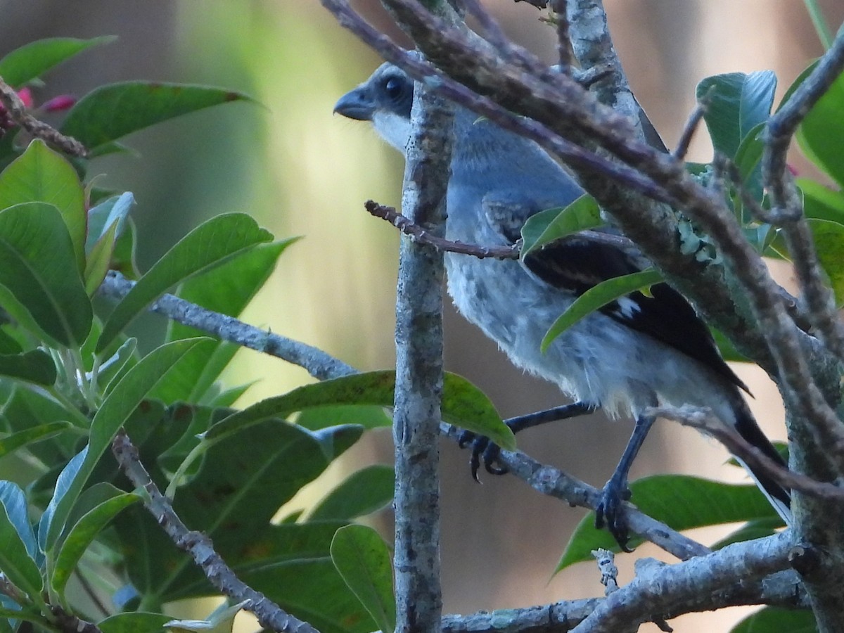 Pie-grièche migratrice - ML467090081