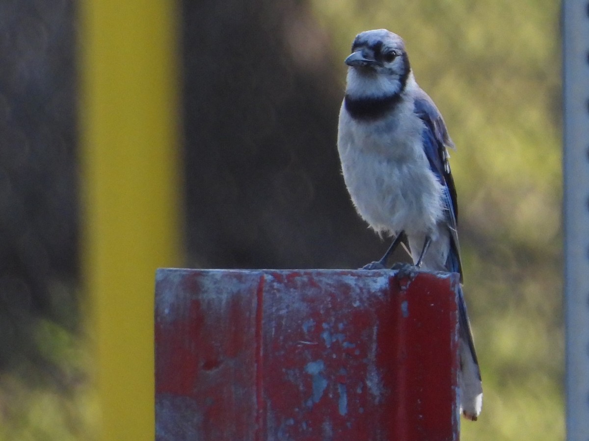 Blue Jay - Vickie Amburgey