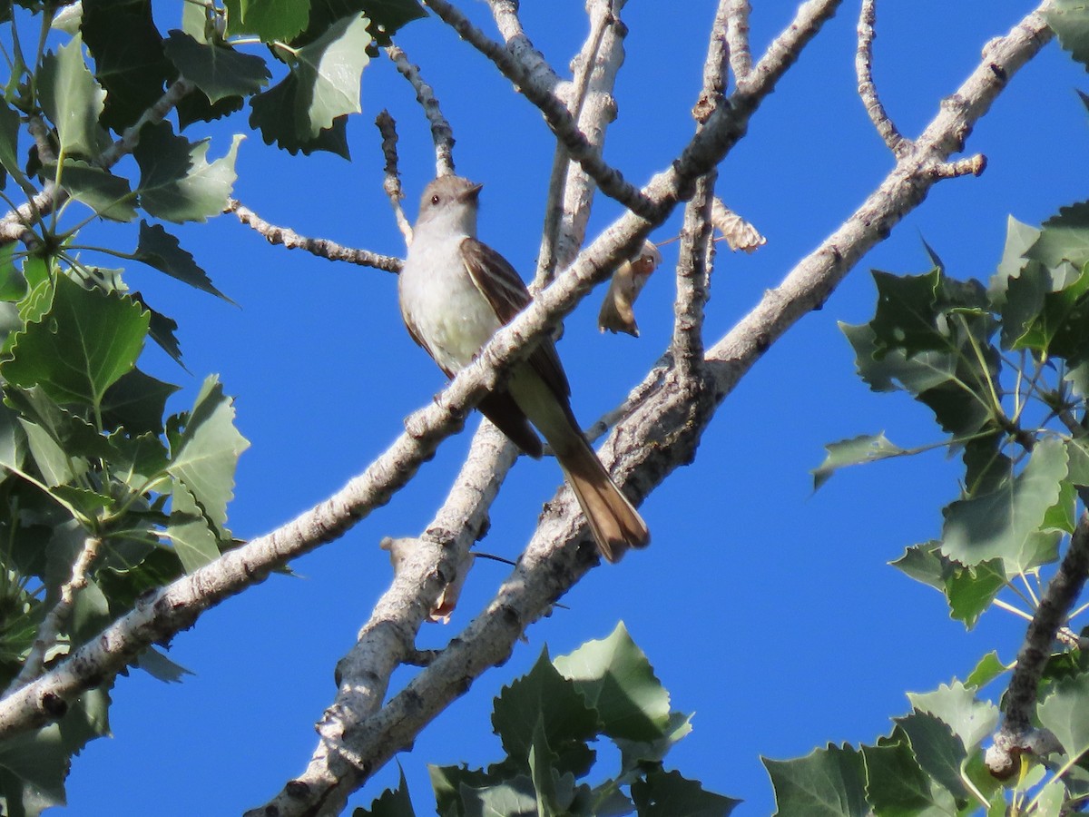 Ash-throated Flycatcher - ML467090821