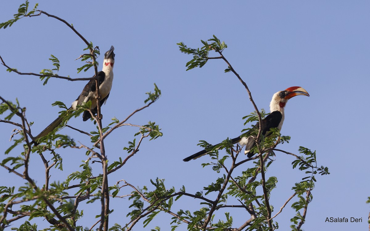 Von der Decken's Hornbill - ML467091491