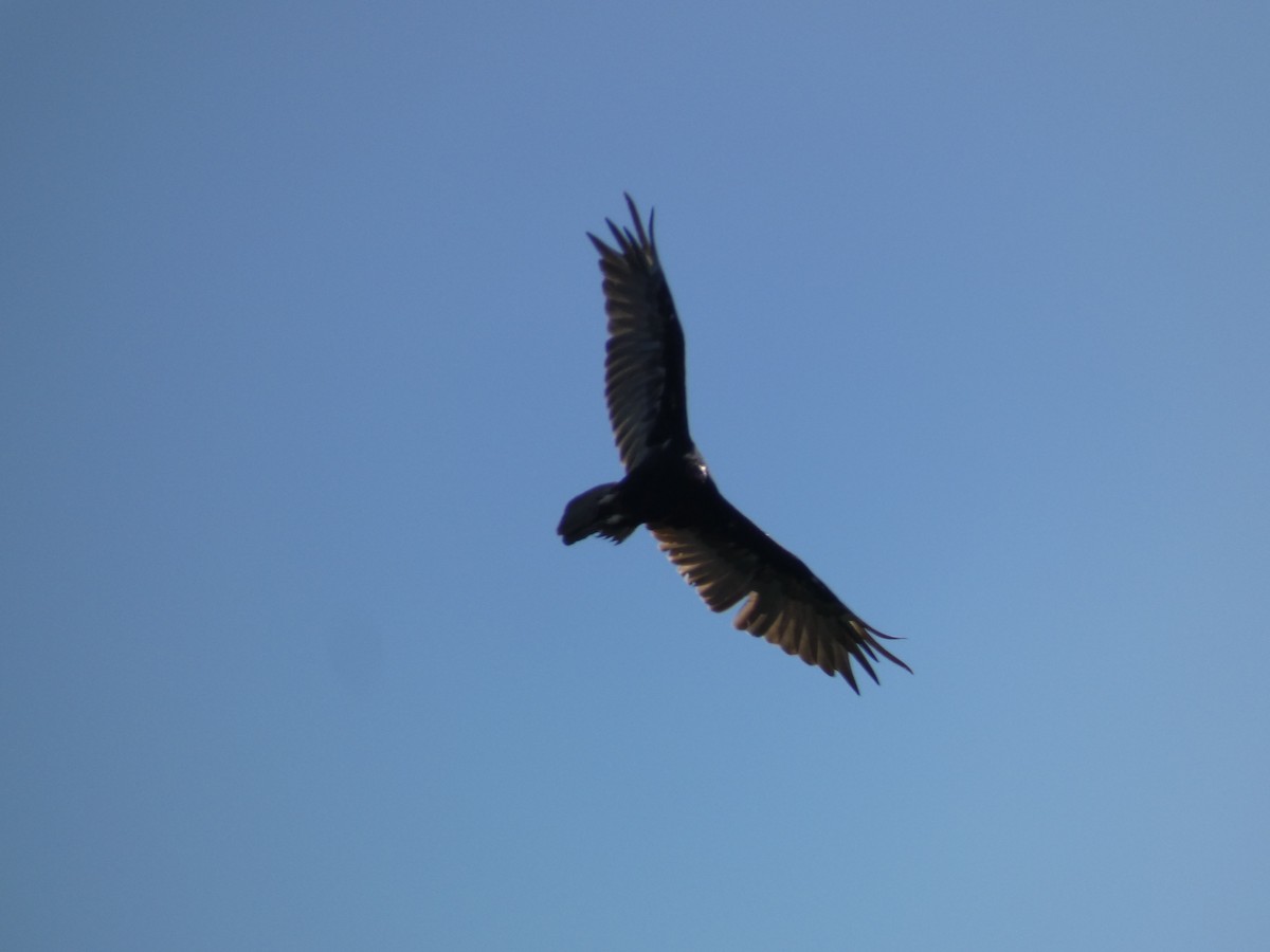 Turkey Vulture - ML467091551