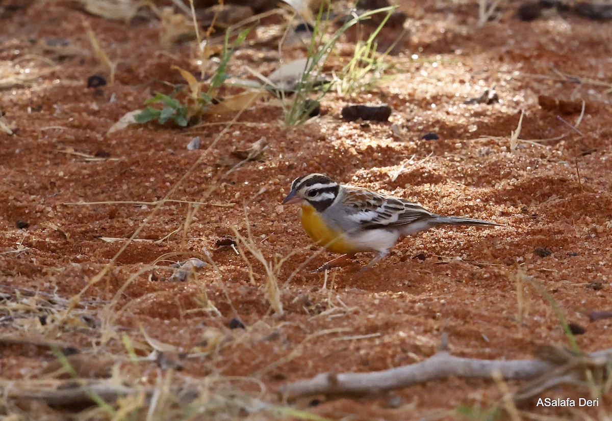 Somali Bunting - ML467092611