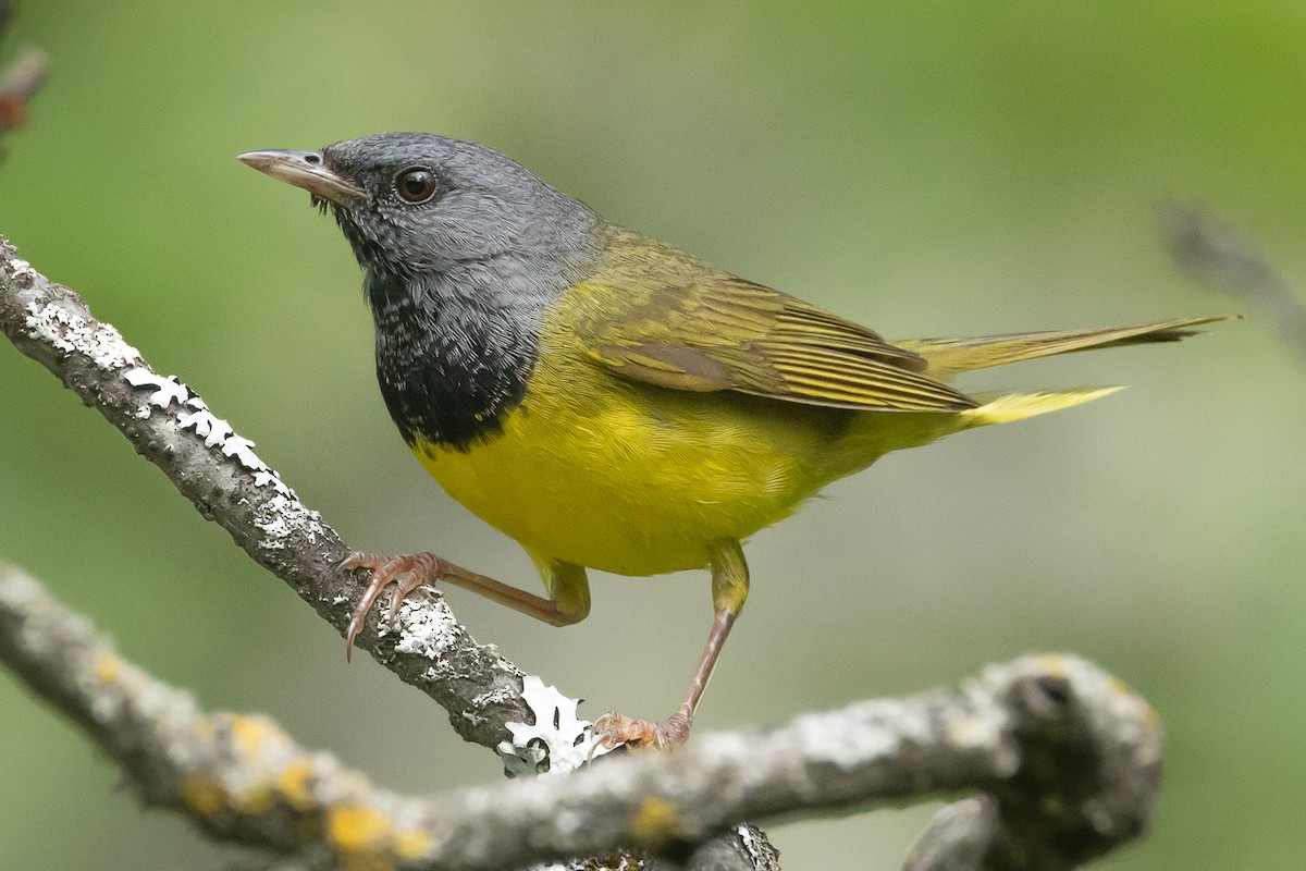 Mourning Warbler - ML467093491