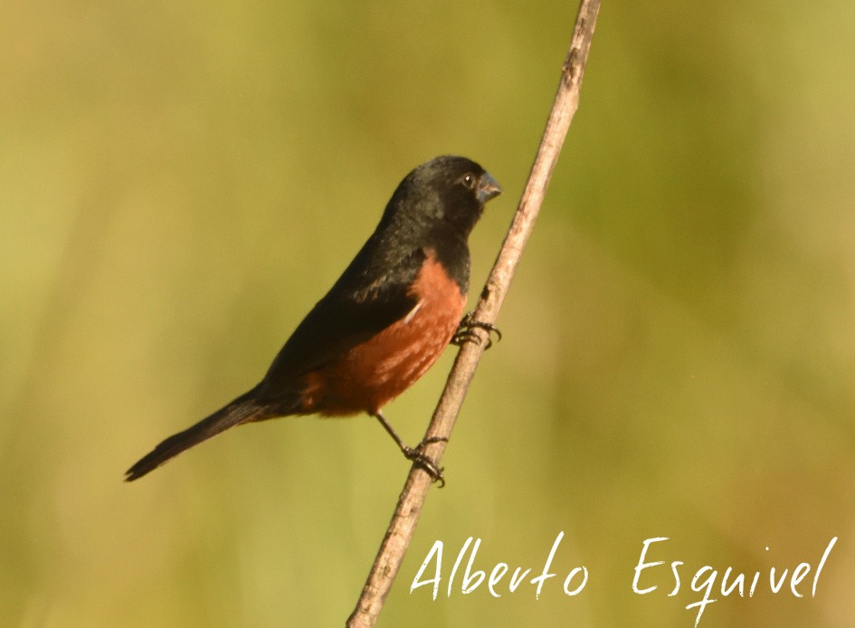 Chestnut-bellied Seed-Finch - ML46709351