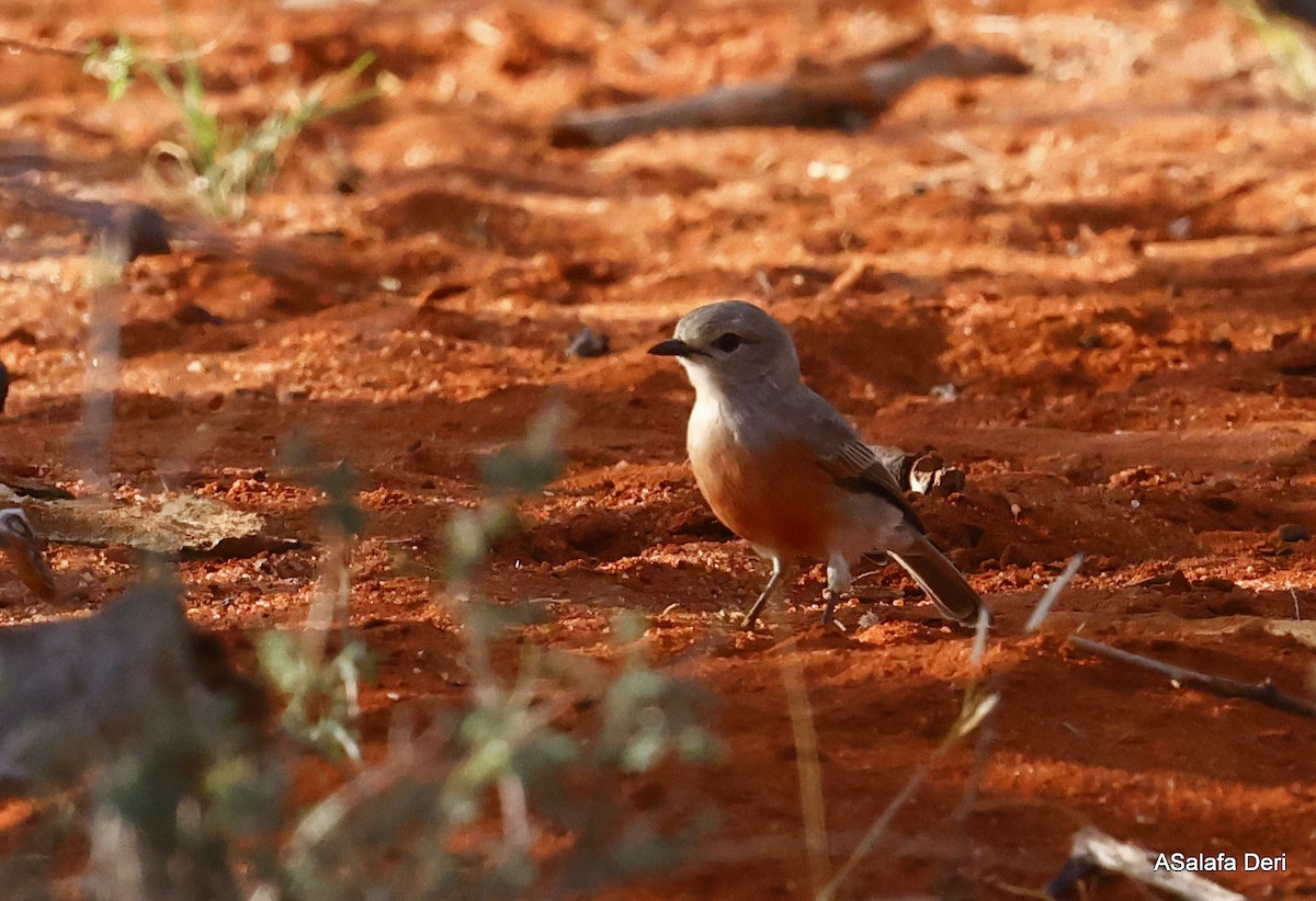 African Gray Flycatcher (African Gray) - ML467094531