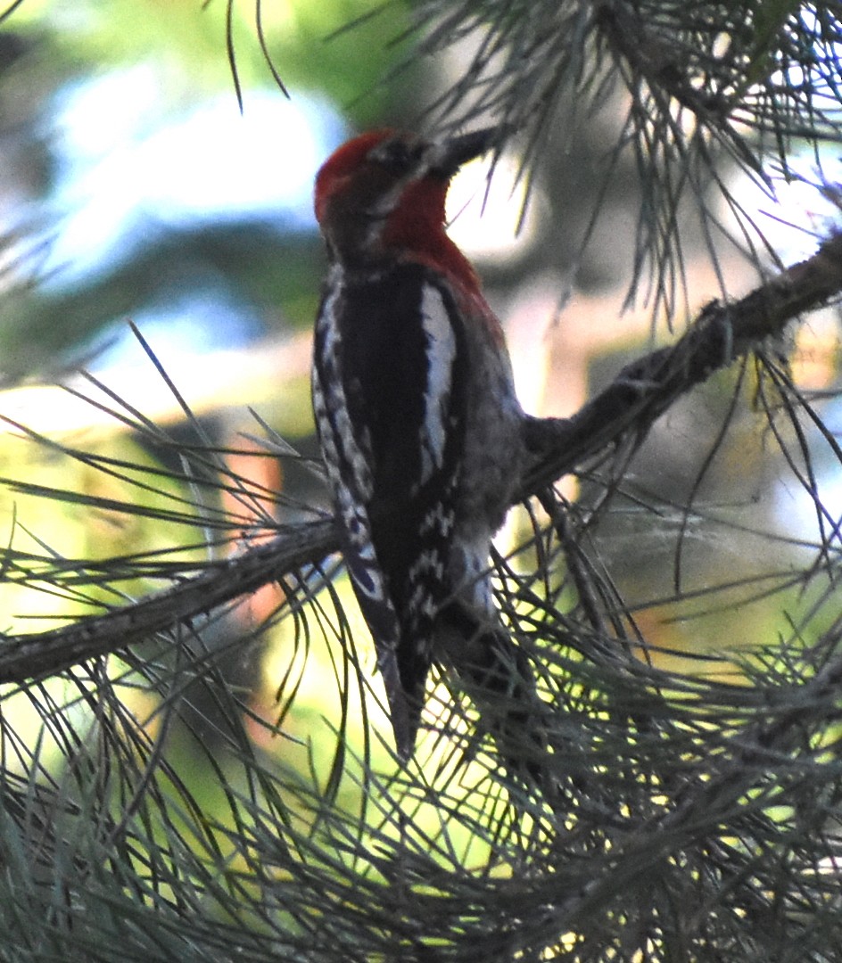 Red-breasted Sapsucker - M. Rogers