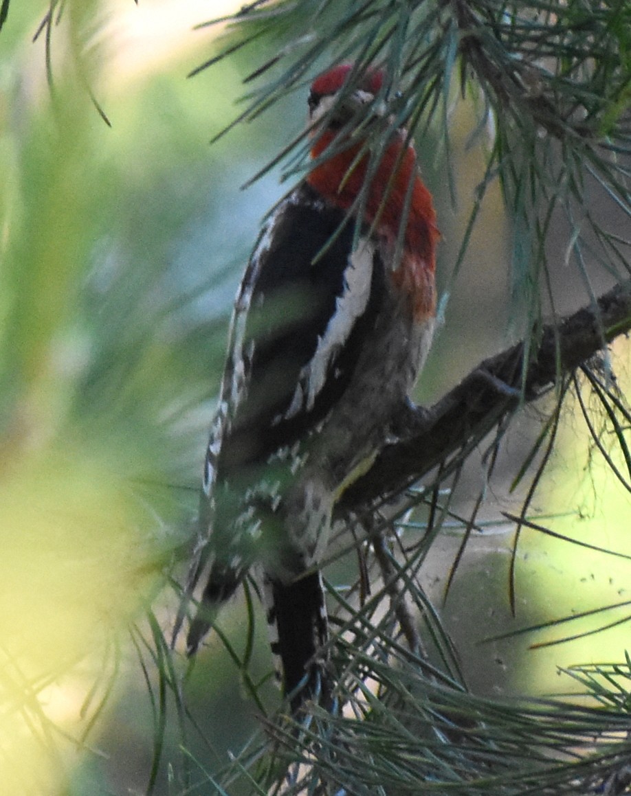 Red-breasted Sapsucker - ML467094671
