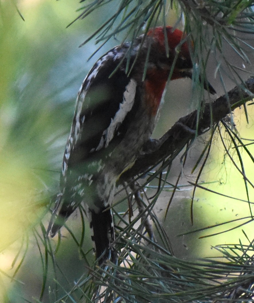 Red-breasted Sapsucker - ML467094681