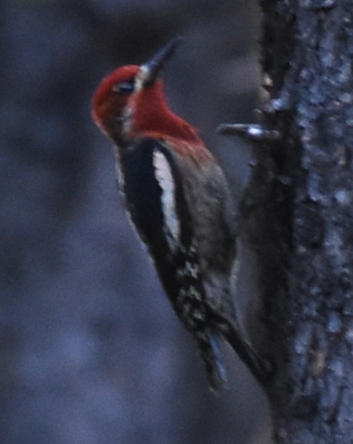 Red-breasted Sapsucker - ML467094691
