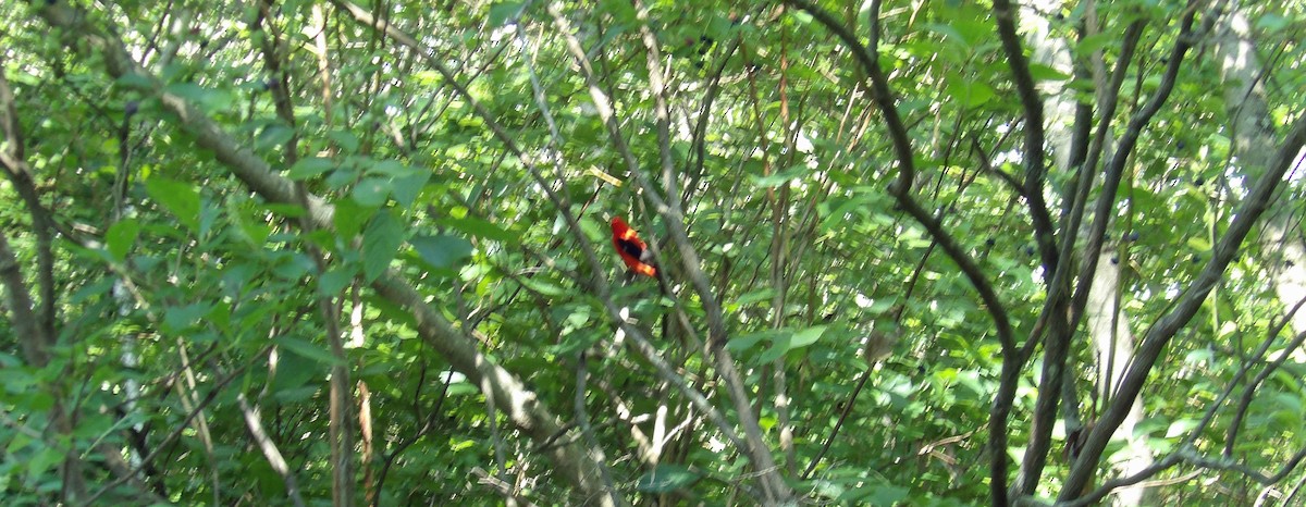 Scarlet Tanager - ML467095641
