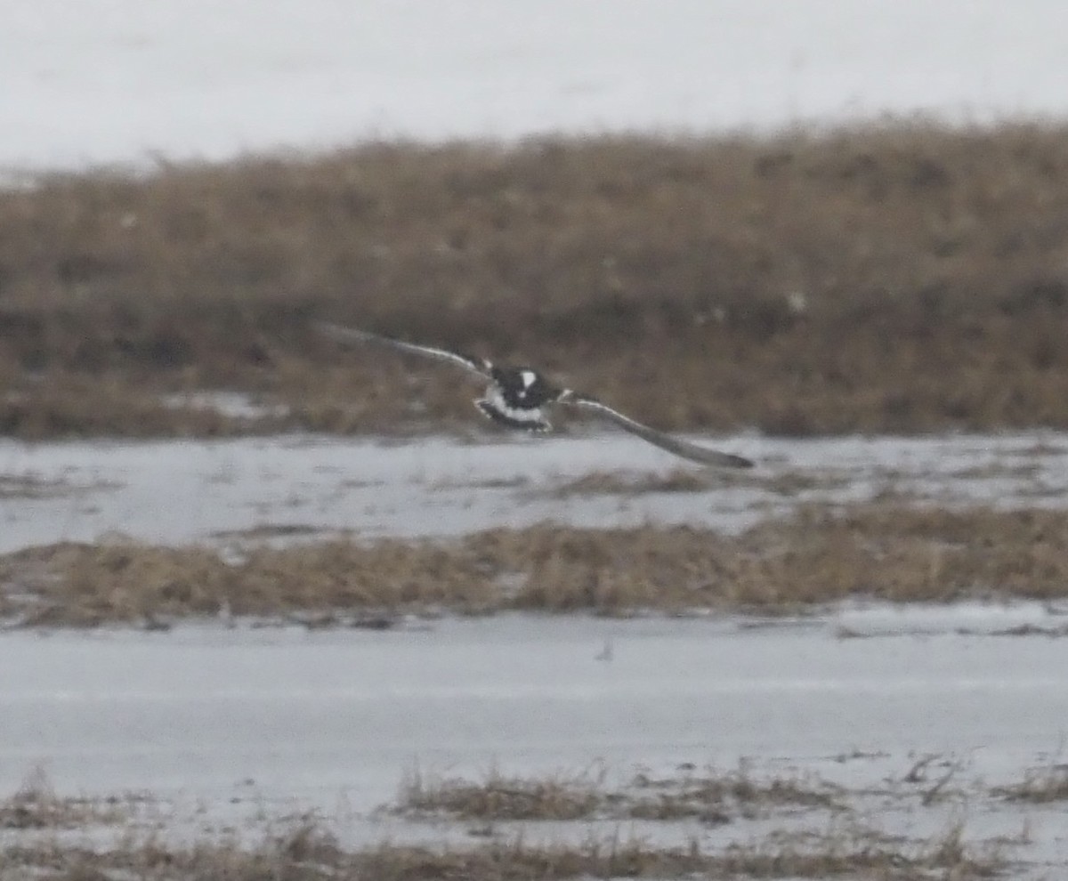 Ruddy Turnstone - ML467095821