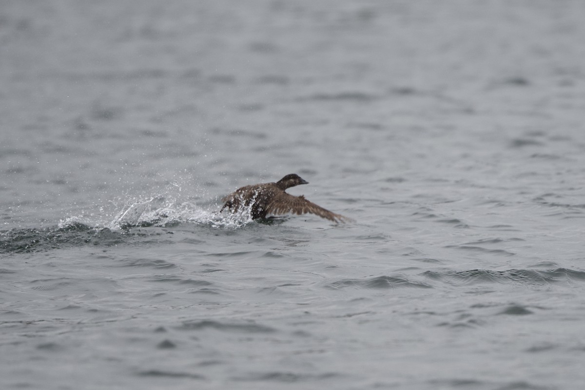 Surf Scoter - ML467096351